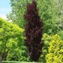 Rode zuilbeuk (Fagus sylvatica 'Dawyck Purple')